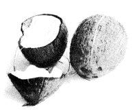 COCONUT.LBM