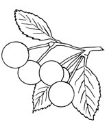 CHERRY.LBM