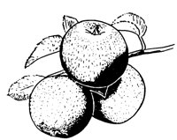 APRICOT.LBM