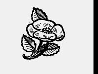 FLOWER20.LBM