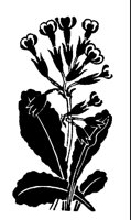 FLOWER04.LBM