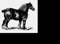 DRAYHORSE.LBM