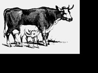 COW.LBM