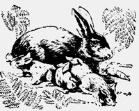 BUNIES.LBM
