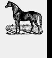BLACKHORSE.LBM