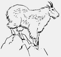 BILLYGOAT.LBM
