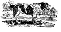 SPANIEL1.LBM