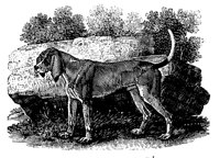 HOUND.LBM