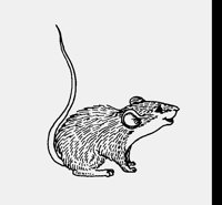 RAT.LBM