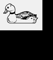 DUCK.LBM