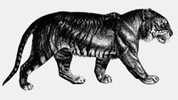 TIGER.LBM