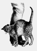 PURRCATI.LBM