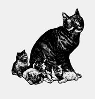 MOMCAT.LBM