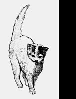 KITTY.LBM