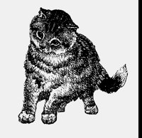 KITTEN.LBM