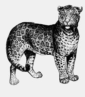 JAGUAR.LBM