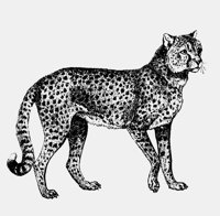 CHEETAHI.LBM