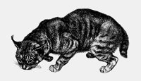BOBCAT.LBM