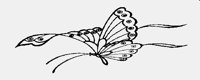 BFLY13.LBM
