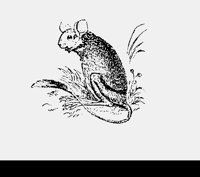 JERBOA.LBM