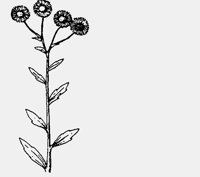 FLEABANE.LBM