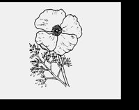 CALPOPPY.LBM
