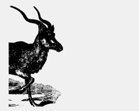 ANTELOPE.LBM