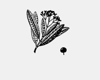 ALLSPICE.LBM