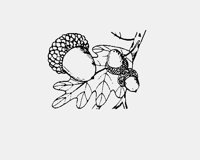 ACORNS.LBM