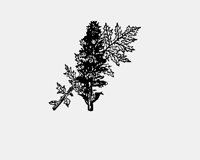ACANTHUS.LBM