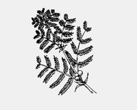 ACACIA.LBM