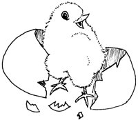 CHICKEGG.LBM