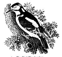 WOODPECK.LBM