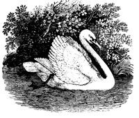 SWAN.LBM