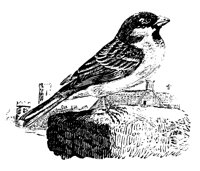 SPARROW.LBM