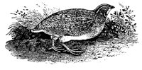 QUAIL.LBM