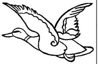 MALLARD.LBM