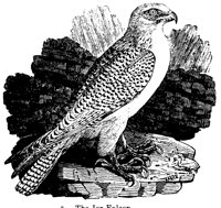 FALCON.LBM