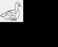 DUCK.LBM