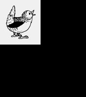 BIRDY.LBM