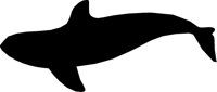 WHALE1.LBM