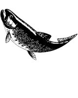 TROUT.LBM