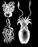 SQUID.LBM
