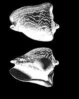 SHELLS2.LBM