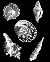 SHELLS1.LBM