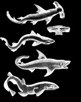 SHARKS.LBM