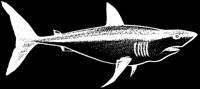SHARK07.LBM