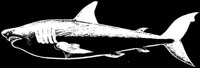 SHARK06.LBM