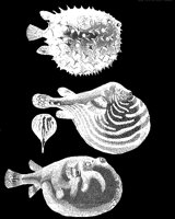 PUFFER.LBM