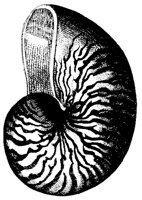 NAUTILIS.LBM